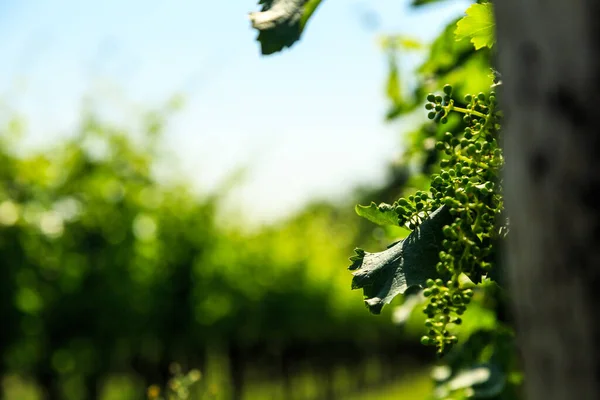 Vineyards Buttrio Summer Day Collio Friulano Udine Province Friuli Venezia — Stock Photo, Image