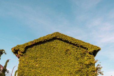 Friuli Venezia-Giulia tarlalarında terk edilmiş bir çiftlik