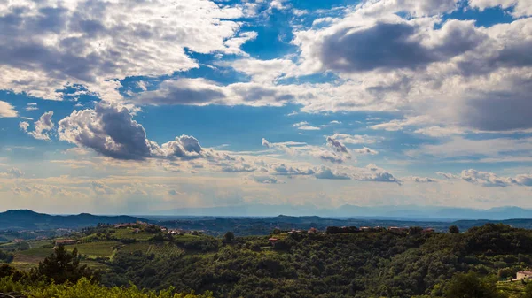 Vigneti Italiani Confine Con Slovenia Pomeriggio Estate — Foto Stock