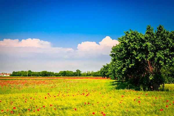 Alanları Kırsal Friuli Venezia Giulia — Stok fotoğraf