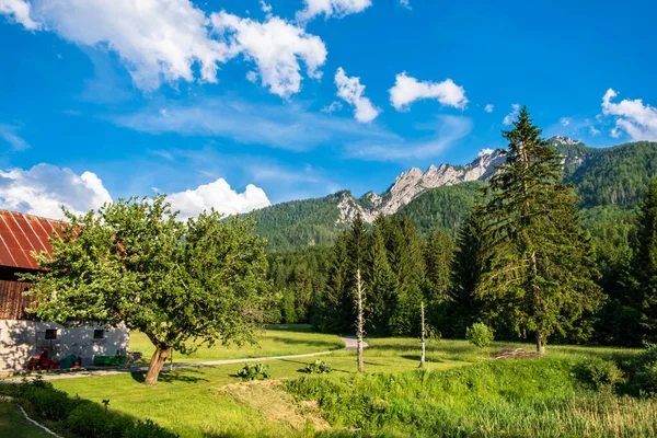 Sommardag Alpin Dal Friuli Venezia Giulia Italien — Stockfoto