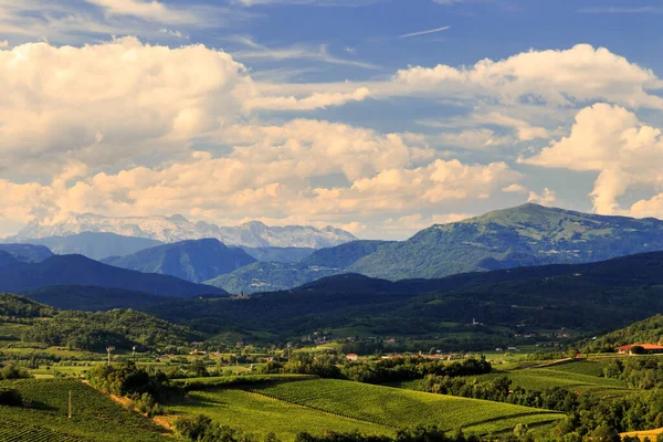 Vinhas Italianas Fronteira Com Eslovénia Uma Tarde Verão — Fotografia de Stock