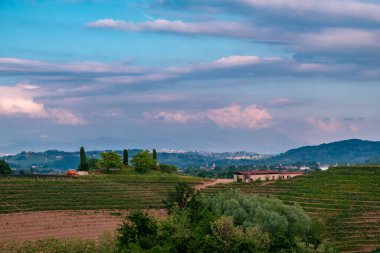 Güneş Friuli-Venezia Giulia, İtalya 'daki üzüm bağlarından batıyor.