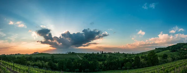 太陽はフリウリ ヴェネツィア ジュリア イタリアのブドウ畑で降りて行きます — ストック写真