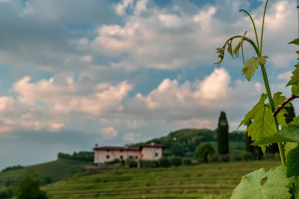 Die Sonne Geht Unter Den Weinbergen Friaul Julisch Venetiens — Stockfoto