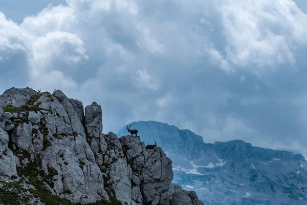 Steinbocks Hoře Montasio Juliánských Alpách Letním Dni — Stock fotografie