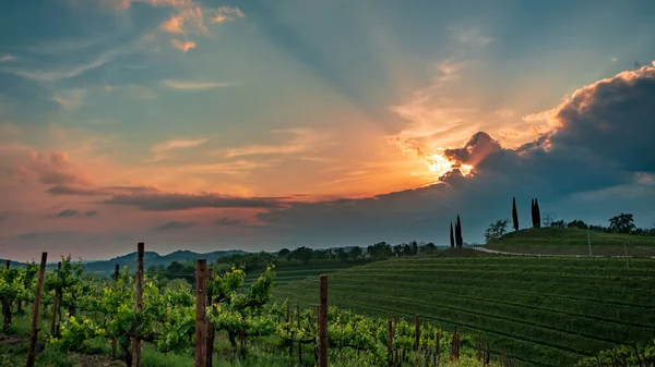 Zon Gaat Onder Wijngaarden Van Friuli Venezia Giulia Italië — Stockfoto