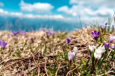İtalya, Friuli-Venezia Giulia, Carnic Alpleri 'ndeki bir dağın tepesindeki kar damlaları.