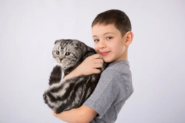 Мальчик с котом Скоттиш Фолд изолирован на сером фоне. Дружба домашних животных — стоковое фото