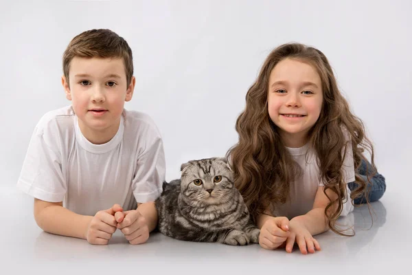 Crianças com Scottish Fold gato isolado em branco. Crianças Pet Amizade — Fotografia de Stock