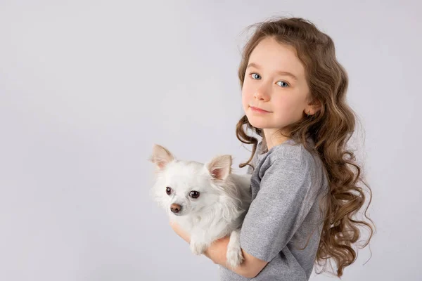 Bambina con cane chihuahua bianco isolato su sfondo bianco. Amicizia per animali domestici per bambini — Foto Stock