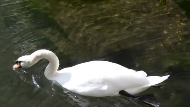 cygne nageant