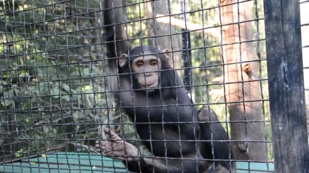 Trieste aap in de dierentuin volière — Stockvideo