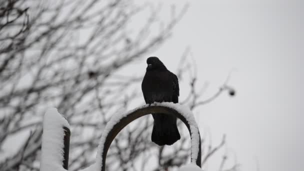 Holubice holubí sedí na sněhu — Stock video