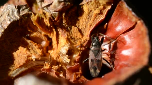 Käfer kriecht in eine Nuss — Stockvideo