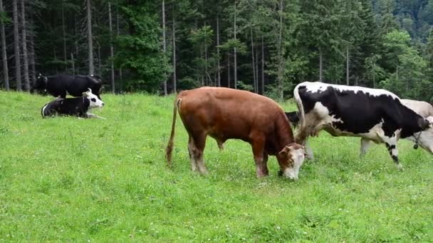 Mucche nel prato — Video Stock
