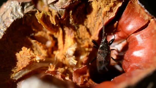 Insecto arrastrándose en una tuerca — Vídeos de Stock