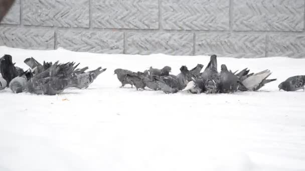 Περιστέρι περιστέρι κάθεται στο χιόνι — Αρχείο Βίντεο