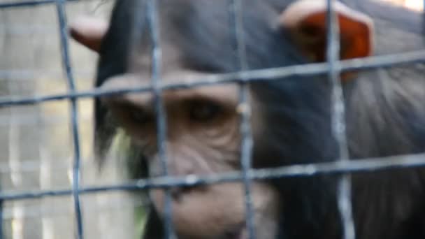 Trieste aap in de dierentuin volière — Stockvideo
