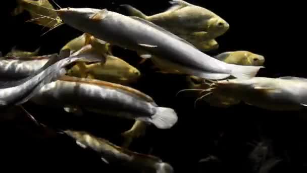Gouden karpers en witte meervallen die rondzwemmen — Stockvideo