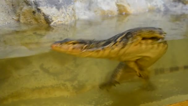 Krokodillen amfibieën — Stockvideo