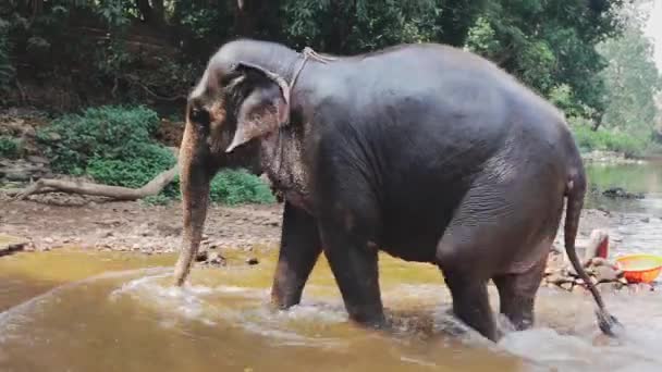 Indische olifant coming out van rivier — Stockvideo