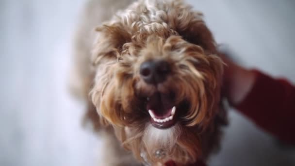 Lány stroke göndör kutya mosolygós korcs kutya — Stock videók
