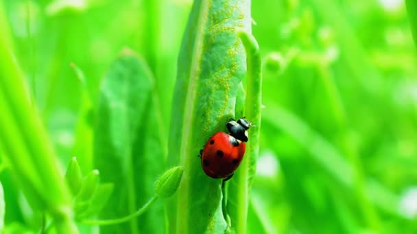 Ladybug in grass — Stock Video