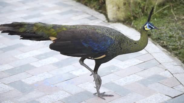 Großer Pfau zieht an exotischen Vögeln vorbei — Stockvideo