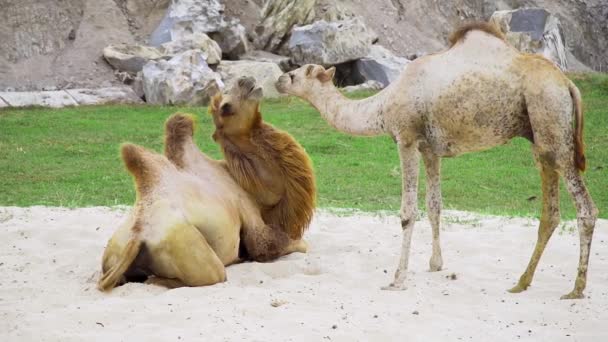 Los camellos juegan juntos en la arena y descansan — Vídeos de Stock