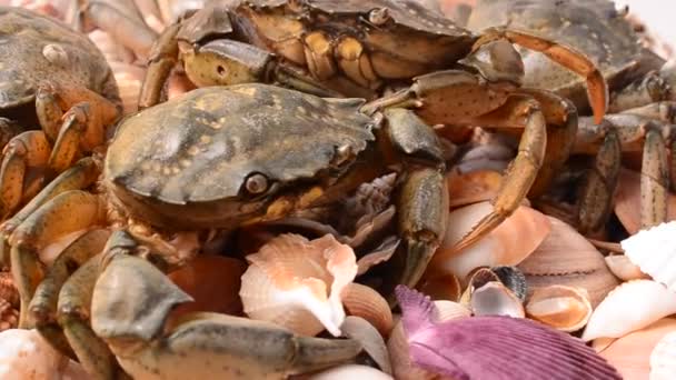 Orange cooked crabs — Stock Video