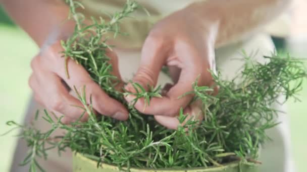 El cocinero arranca el tomillo fresco para condimentar el plato — Vídeos de Stock