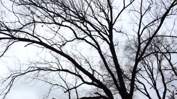 Branches d'arbres — Video