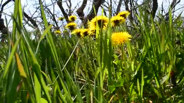 Paardenbloem op een wild grasveld — Stockvideo