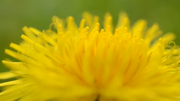 Paardenbloem op een wild grasveld — Stockvideo