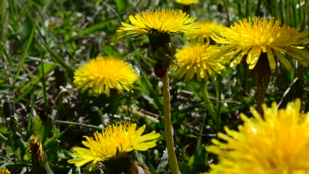 Paardenbloem op een wild grasveld — Stockvideo