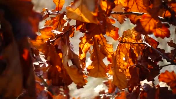 Hojas de roble de otoño coloridas — Vídeo de stock