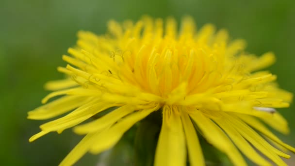 Paardenbloem op een wild grasveld — Stockvideo