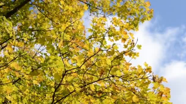 Осіннє листя, що дме в вітрі — стокове відео