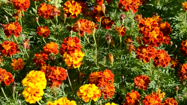 Cama de flores — Vídeos de Stock