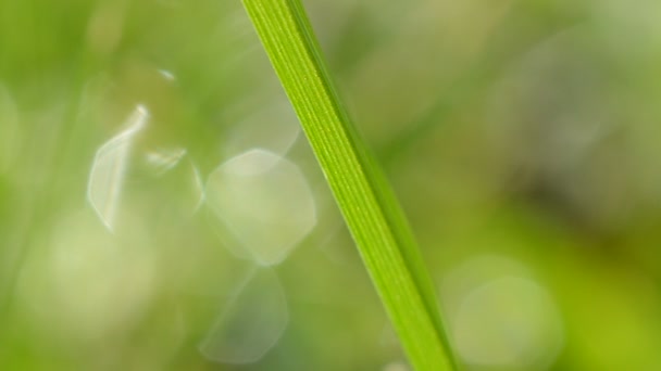 Herbe verte