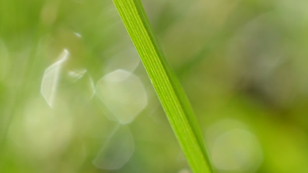 Grama verde — Vídeo de Stock