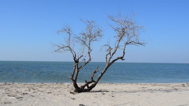 Vecchio albero gettato sulla spiaggia in riva al mare — Video Stock