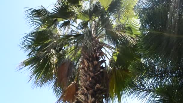 Palm tree against the sky — Stock Video