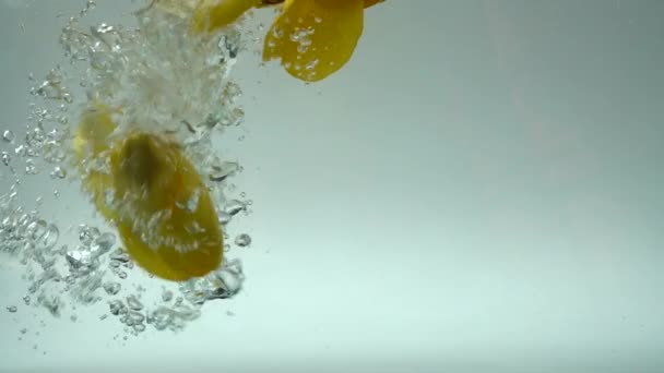 Petals of tulips fall in water — Stock Video