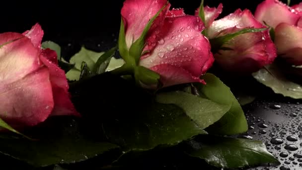 Rosas rojas sobre un fondo negro — Vídeo de stock