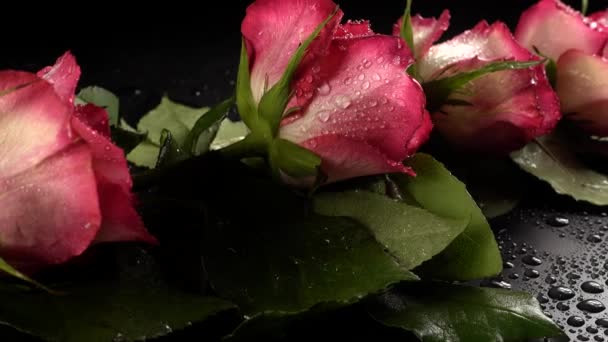 Κόκκινα τριαντάφυλλα — Αρχείο Βίντεο
