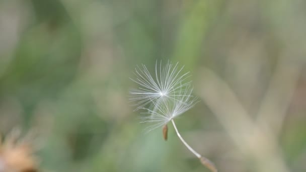 Zaden van een paardebloem in de lucht — Stockvideo