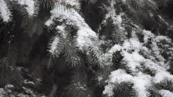 Árvores nevadas em uma paisagem de inverno — Vídeo de Stock