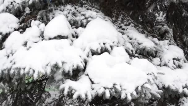 Karlı bir kış manzarası ağaçta — Stok video